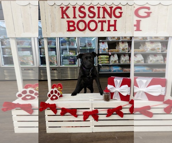 Medium Photo #4 Labrador Retriever-Unknown Mix Puppy For Sale in Sandy, UT, USA