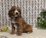 Small #1 Cavapoo (Miniature)
