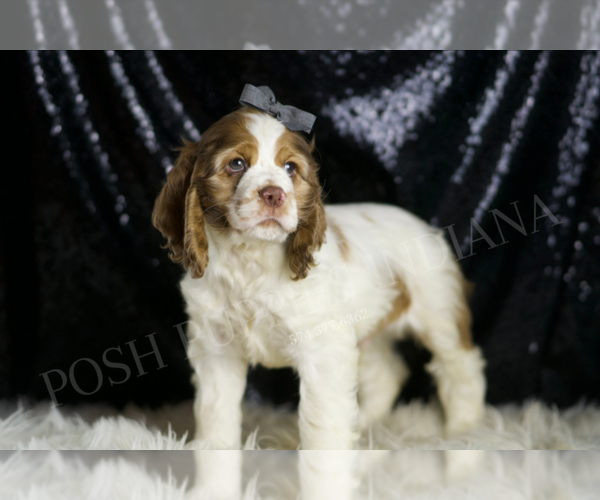 Medium Photo #5 Cocker Spaniel Puppy For Sale in WARSAW, IN, USA