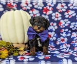 Small Photo #1 YorkiePoo Puppy For Sale in KIRKWOOD, PA, USA