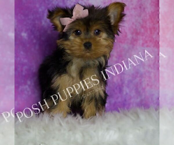 Medium Photo #14 Yorkshire Terrier Puppy For Sale in WARSAW, IN, USA