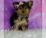 Small Photo #14 Yorkshire Terrier Puppy For Sale in WARSAW, IN, USA
