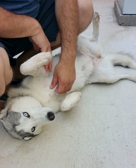 Siberian Husky Puppy for sale in NORWALK, CA, USA
