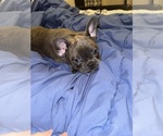 Puppy Diamond French Bulldog