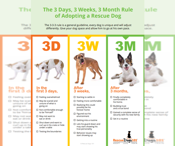 Medium Photo #2 Cavalier King Charles Spaniel Puppy For Sale in Sioux Falls, SD, USA