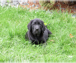 Small Photo #5 Labrador Retriever Puppy For Sale in SYRACUSE, IN, USA
