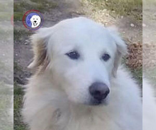 Medium Photo #1 Great Pyrenees Puppy For Sale in Spring, TX, USA