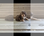 Small #1 Poodle (Miniature)
