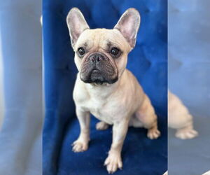 French Bulldog Dogs for adoption in St. Louis Park, MN, USA
