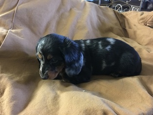 Dachshund Puppy for sale in BENTON, AR, USA
