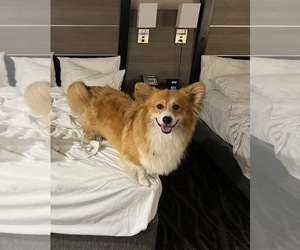 Father of the American Corgi puppies born on 03/07/2025