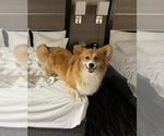 Small Photo #1 American Corgi Puppy For Sale in DENVER, IA, USA