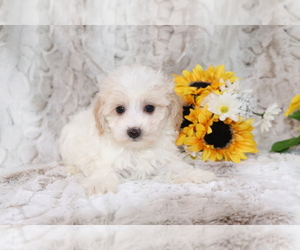 Maltipoo Puppy for sale in SHILOH, OH, USA
