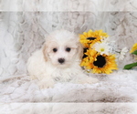 Image preview for Ad Listing. Nickname: Arnie