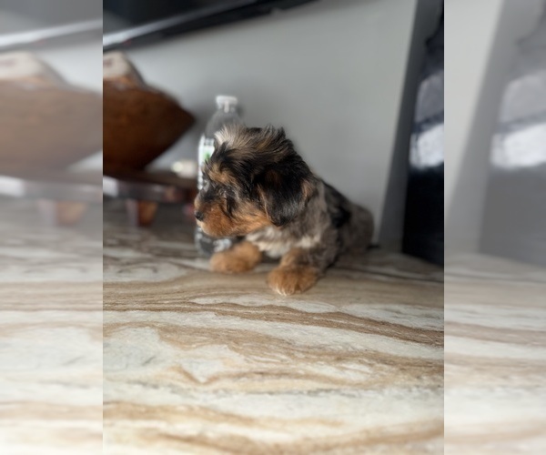 Medium Photo #2 Yorkshire Terrier Puppy For Sale in JOHNSTON, RI, USA