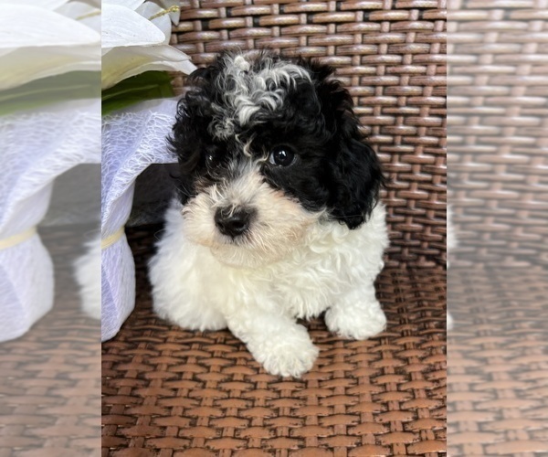 Medium Photo #1 Poodle (Toy) Puppy For Sale in LITHIA, FL, USA