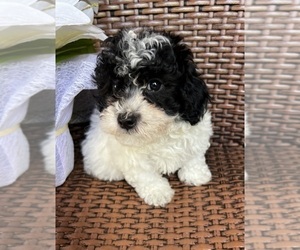 Poodle (Toy) Puppy for sale in LITHIA, FL, USA