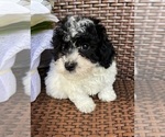 Small Poodle (Toy)