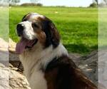 Small #4 Great Pyrenees-Saint Bernard Mix