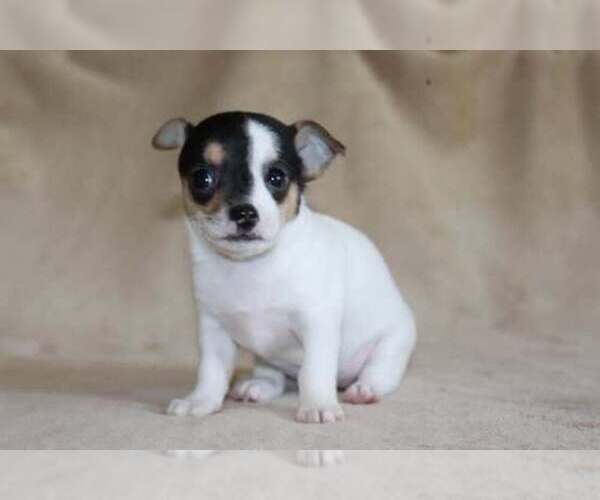 Medium Photo #31 Chihuahua Puppy For Sale in HUDSONVILLE, MI, USA