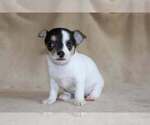 Small Photo #31 Chihuahua Puppy For Sale in HUDSONVILLE, MI, USA