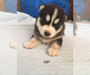 Siberian Husky Puppy for sale in FAIRFIELD, IL, USA