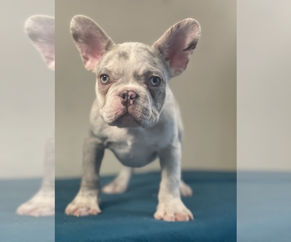 Medium Photo #19 French Bulldog Puppy For Sale in ATLANTA, GA, USA