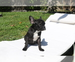 Small Photo #2 French Bulldog Puppy For Sale in HOLLYWOOD, FL, USA