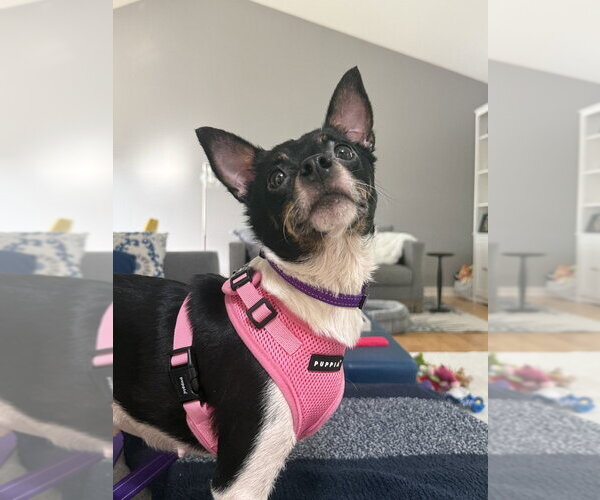 Medium Photo #7 Chihuahua-Unknown Mix Puppy For Sale in Mundelein, IL, USA
