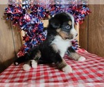 Small Photo #17 Bernese Mountain Dog Puppy For Sale in BLACK FOREST, CO, USA