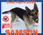 Small #17 German Shepherd Dog