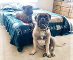 Small #4 Bullmastiff