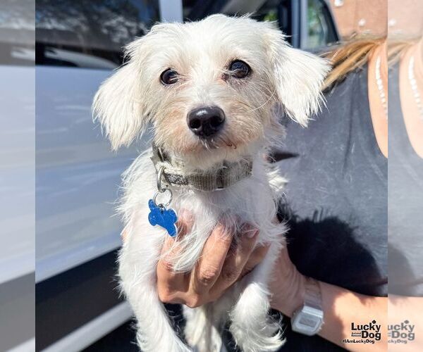 Medium Photo #3 Maltese-Unknown Mix Puppy For Sale in Washington, DC, USA