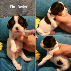 Cavalier King Charles Spaniel Puppy for sale in GARYVILLE, LA, USA