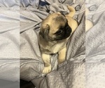 Small #14 Pug