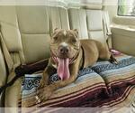 Small #2 American Pit Bull Terrier