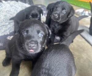 Labrador Retriever Puppy for sale in BEAUFORT, NC, USA