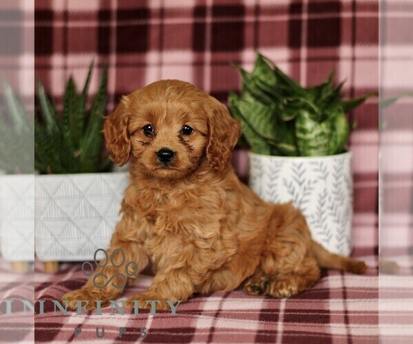 Medium Photo #1 Cavapoo Puppy For Sale in PARADISE, PA, USA