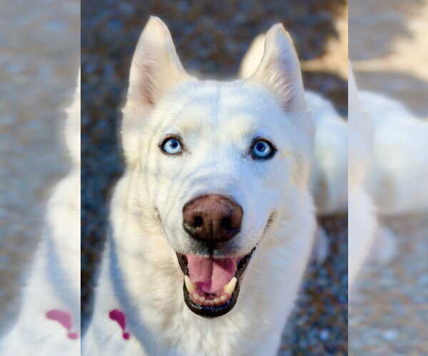 Medium Photo #1 Siberian Husky Puppy For Sale in West Cornwall, CT, USA