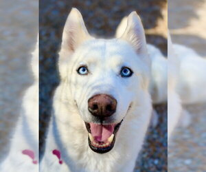Siberian Husky Dogs for adoption in West Cornwall, CT, USA