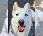 Luna - Female Siberian Husky Dog for Adoption - Small photo