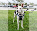 Small Photo #11 Mutt Puppy For Sale in Mundelein, IL, USA