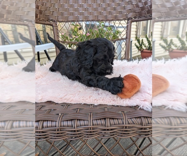 Medium Photo #7 Cock-A-Poo Puppy For Sale in SALEM, MO, USA