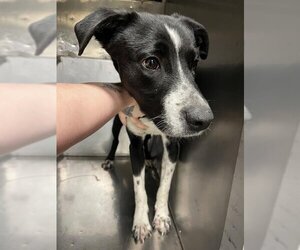 Border Collie-Unknown Mix Dogs for adoption in Waco, TX, USA
