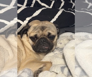 Father of the Pug puppies born on 06/10/2025