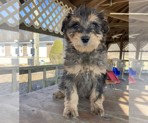 Aussiedoodle Puppy for sale in UPTON, KY, USA