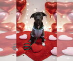 Small #2 Labrador Retriever Mix
