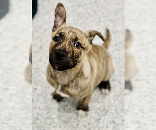 Medium Photo #2 American Pit Bull Terrier-Unknown Mix Puppy For Sale in Manahawkin, NJ, USA