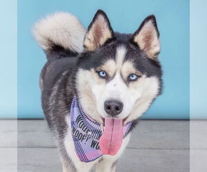 Siberian Husky Dogs for adoption in Pasadena, CA, USA