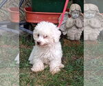 Small #1 Maltese